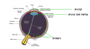 קוצר ראייה - מיופיה: מדריך קצר והמלצות מבית שקוף אופטיקה